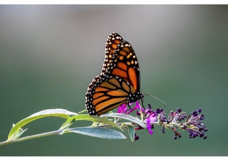 "Les Papillons, ces super-héros de la nature", produit par Pernel Media pour Arte.